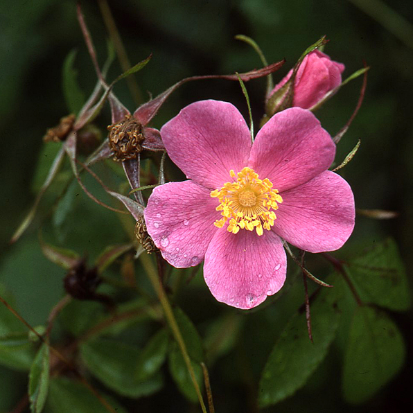 PASTURE ROSE